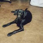 Bailey Erwin - @baileyyythepuppy - Instagram