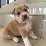 Bailey Escobar - @blythedoggo - Instagram