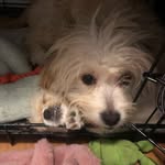 Bailey Bean, Bella Bee Estrada - @baileybean.bellabee.estrada - Instagram