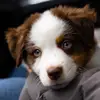 Bailey Nunez Estrada - @bailey.miniaussie - TikTok