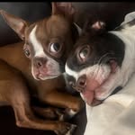 Mj and Bailey Estrada - @2bostons101 - Instagram