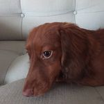 Bailey Farley - @farleypuppy - Instagram