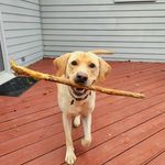 Bailey Cornelius Farrell - @thegoodboy_bailey - Instagram