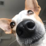 Bailey - @bailey_the_fiesty_feist_ - Instagram