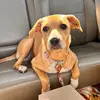 bailey mae 🦴🤍💙 - @bailey_mae_the_feist - TikTok