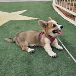 @baileyfeistycorgi - Instagram