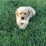 Jeffrey Fields & Bailey Fields - @bailey_boss_dog_fields - Instagram