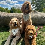 Bailey Finley & Marley - @threedoodsadventures - Instagram