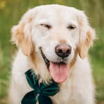 Bailey Fitz 🍀Barker - @baileyfairlady - Instagram