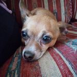 Bailey fitzgerald - @baileydog128 - Instagram