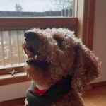 Bailey Betancourt-Flores - @curlybaileydoodle_ - Instagram