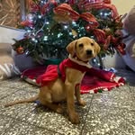 🐾Bailey Flores🐾 - @baileythelabxd - Instagram