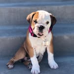 Bailey Thiccums Flores - @baileythebullyyy - Instagram