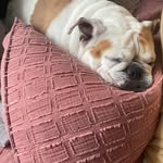 @baileyflores_thebully - Instagram