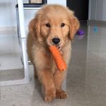 Bailey Flowers 🐾🐶 - @bailey.flowers - Instagram