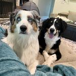 Bailey & Molly Floyd - @floofyfloyds - Instagram