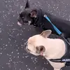 bailey🐶 💜floyd🐶💚 - @the2frenchbulldogs - TikTok