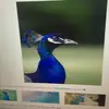 Forrest Bailey - @forrest.bailey6 - TikTok