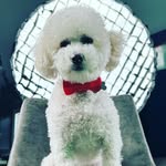 Bailey Francis - @baileyfrancis_toypoodle - Instagram