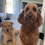 Bailey, Frito, and Franklin - @frito_bailey_franklin_childs - Instagram