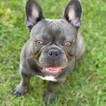 @bailey.frenchiex - Instagram