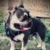 Bailey - @baileyfrenchie - TikTok