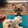 Bailey - @boss_bailey_frenchies - TikTok