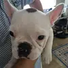 Bailey The Frenchie - @baileyafrenchie - TikTok