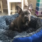 Bailey The Frenchie - @bailey_french_bulldog - Instagram