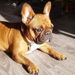 Callie, Bailey, Miley - @bailey.french.bulldog - Instagram