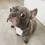 Igor Belianský - @bailey_frenchiedog - Instagram