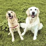 Bailey & Freya - @baileyandfreya - Instagram