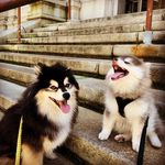 Bailey & Freya the Pomskies - @bailey.freya.pomsky - Instagram
