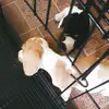 Bailey and Friday🐶❤ - @baileyandfriday5 - TikTok