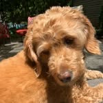 Bailey Fry - @baileydoodle_2012 - Instagram