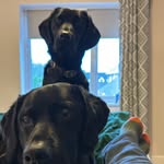Bailey Fry and Heston Fry - @bailey_and_heston - Instagram