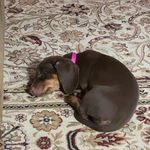 Bailey and Annie Brownie Frye - @fryefamily_doggos - Instagram