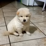bailey fuentes - @bailey.samoyedochowchow - Instagram