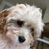 bailey.gallagher - @bailey_cavapo0 - TikTok