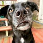 Bailey Gallo - @baileythesouthiepup - Instagram