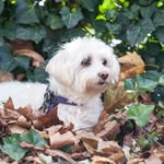 Bailey Gallo :) - @bailey.the.best.dogg - Instagram