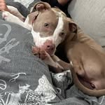 Bailey Garza - @baileygirlbully - Instagram