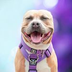 ᗷ ᗩ I ᒪ E Y - @baileygentlepit - Instagram