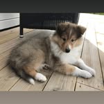 Bailey 👑🦁 - @baileythegentlecollie - Instagram
