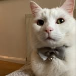 Bailey B - @baileythegentlemanbrown - Instagram