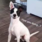 Bailey - @bailey_the_gentleman - Instagram