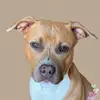 Bailey - @baileygentlepit - TikTok