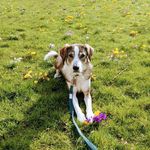 Bailey - @baileythegentledog - Instagram