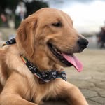Bailey Boy - @baileythegentleboy - Instagram