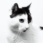 Bailey - @gentlecatbailey - Instagram